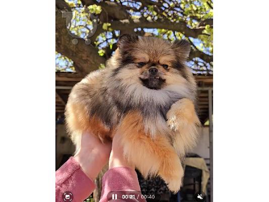 Καθαρόαιμα κουτάβια Boo Pomeranian